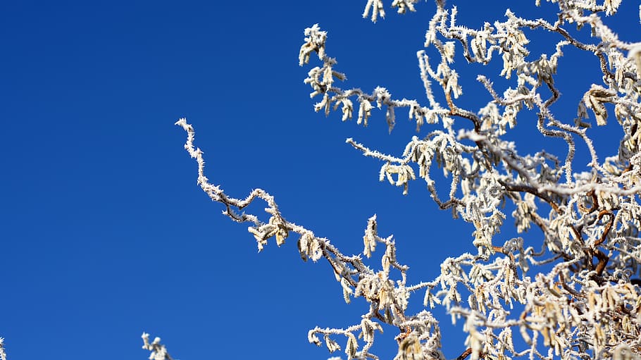 corkscrew, hazelnut, frost, hoarfrost, blue, sky, nature, beauty in nature, HD wallpaper