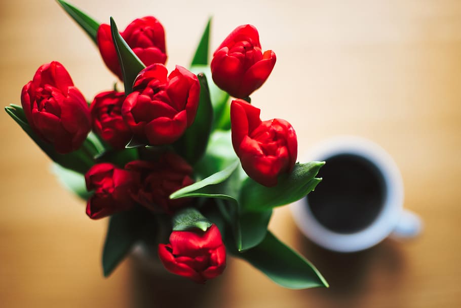 red, tulip, coffee, overhead, view, black, drink, food, nature HD wallpaper