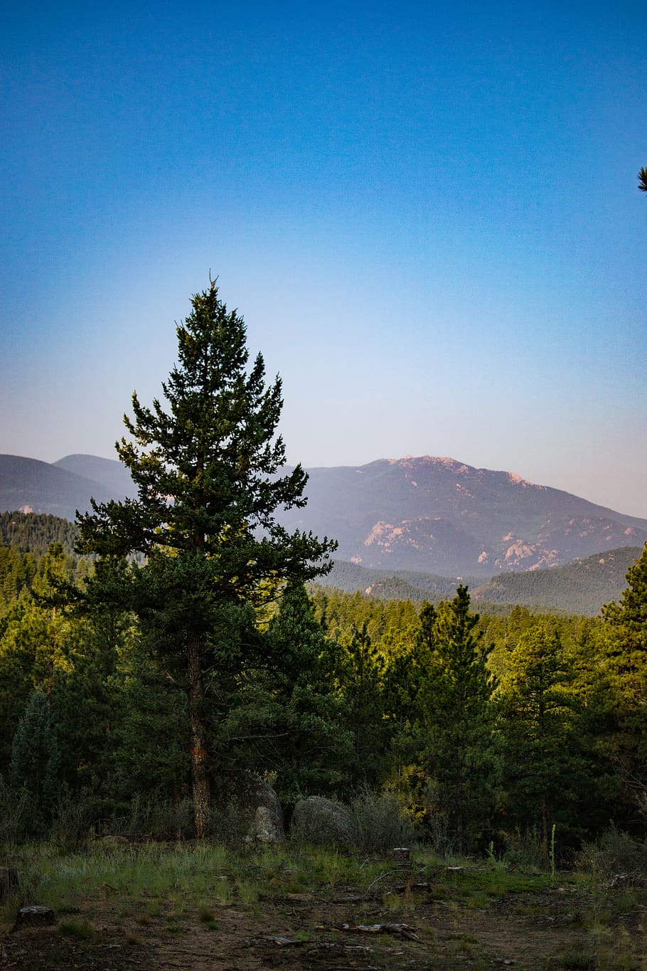 trees, mountain, forest, morning, sky, fog, open, camping, outdoors HD wallpaper