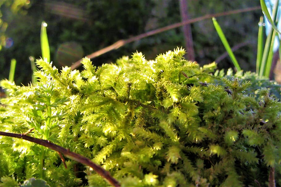 moss, forest, nature, forest floor, landscape, vegetation, vegetable HD wallpaper