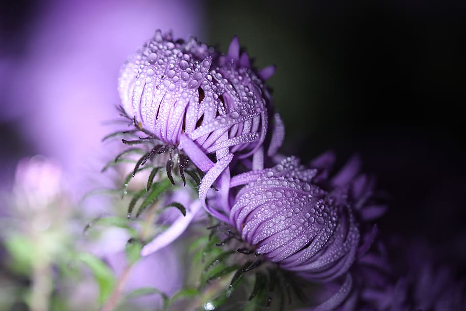 autumn, dew, drip, dewdrop, morgentau, asters, purple, flowering plant HD wallpaper