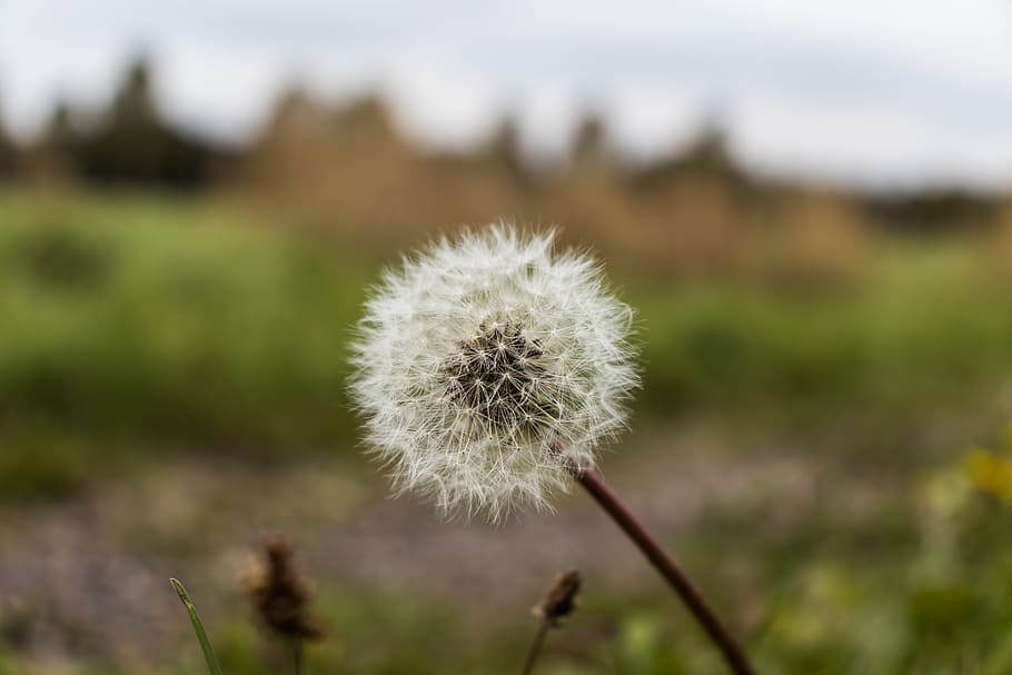 dandelion, macro, nature, close up, plant, flower, fragility HD wallpaper