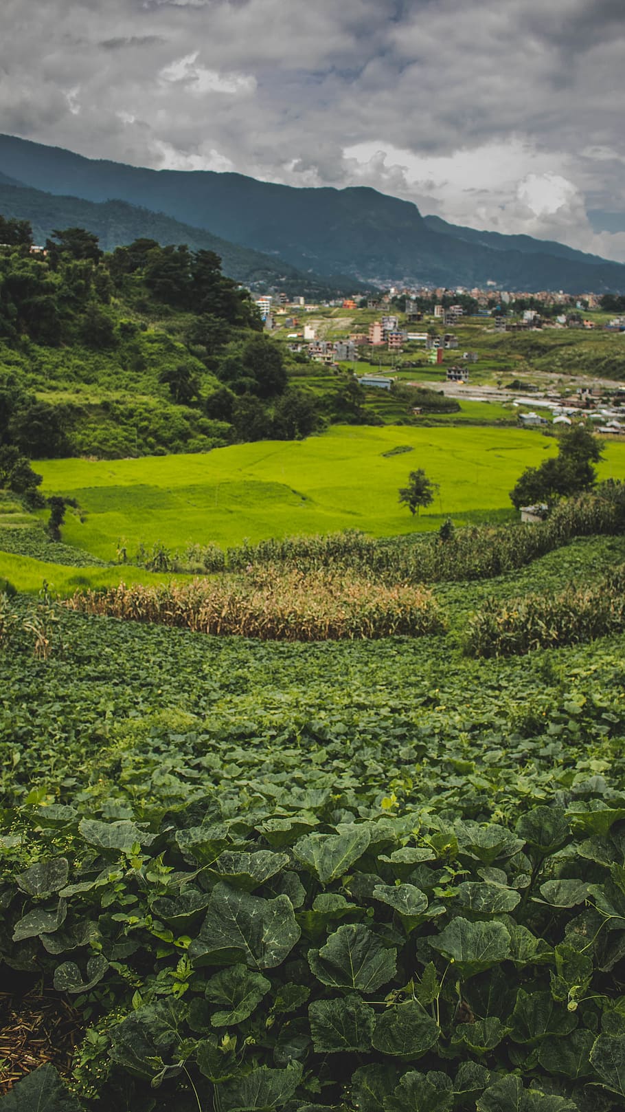 landscape, plant, environment, green color, growth, scenics - nature HD wallpaper