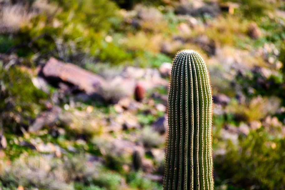 green cactus plant, united states, paradise valley, 6837 n lost dutchman rd, HD wallpaper