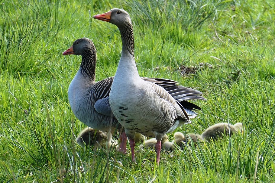 geese, chicks, watch, provide, alert, watchful, spring, bird, HD wallpaper