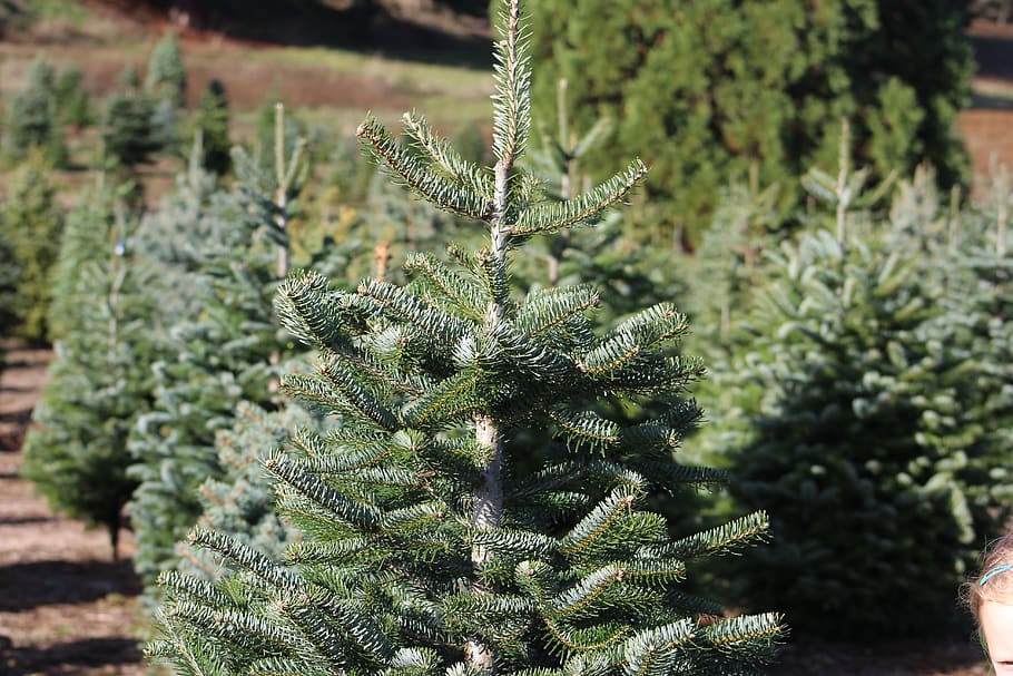 green christmas tree, plant, pine, abies, fir, conifer, spruce HD wallpaper