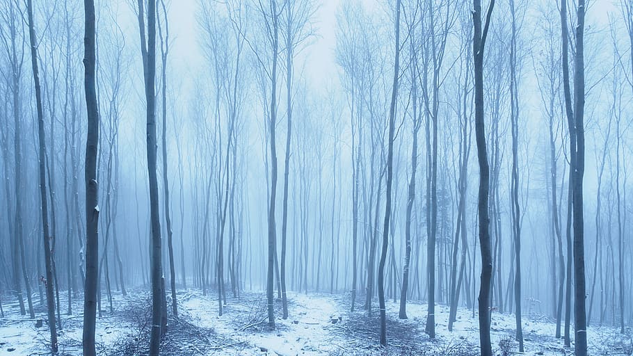 bare trees during winter, nature, outdoors, snow, forest, land HD wallpaper