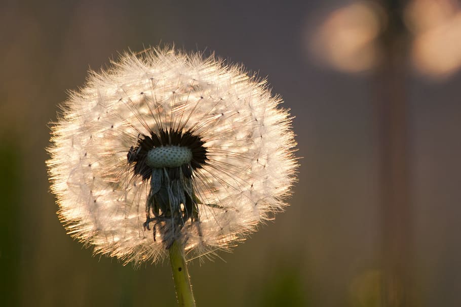 dandelion, macro, fresh, flower, nature, fragrance, garden HD wallpaper