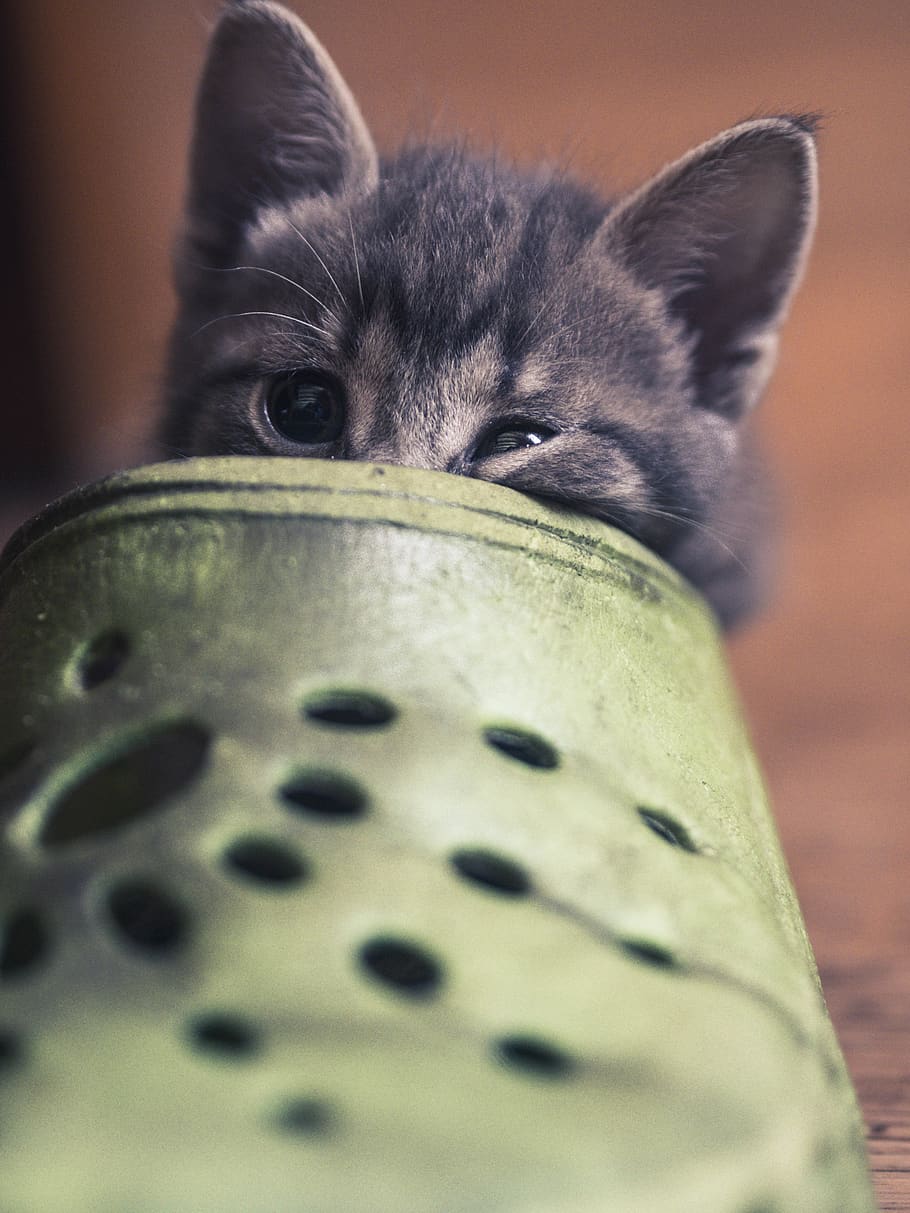 animal, one animal, animal themes, domestic animals, mammal HD wallpaper