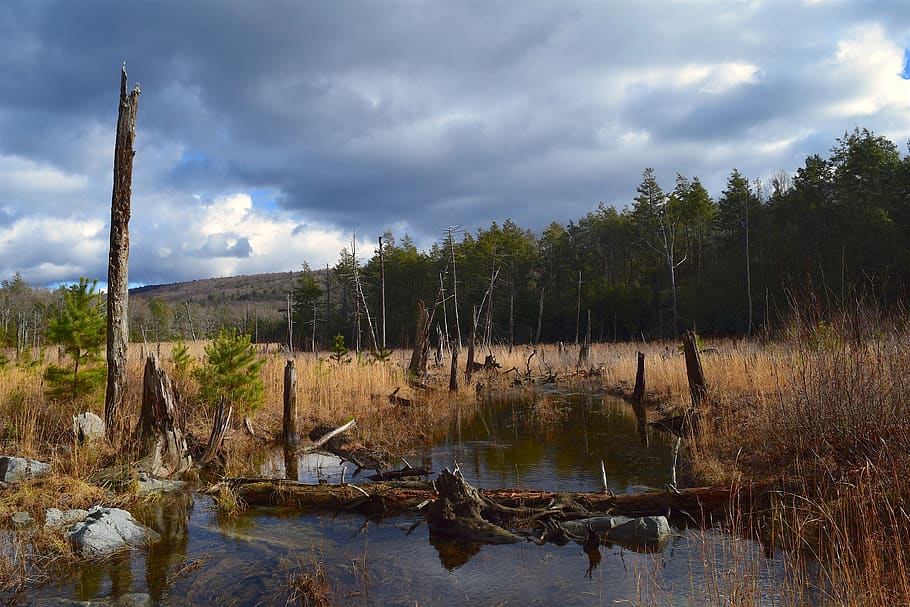 landscape, field, trees, nature, sky, clouds, water, marsh, HD wallpaper