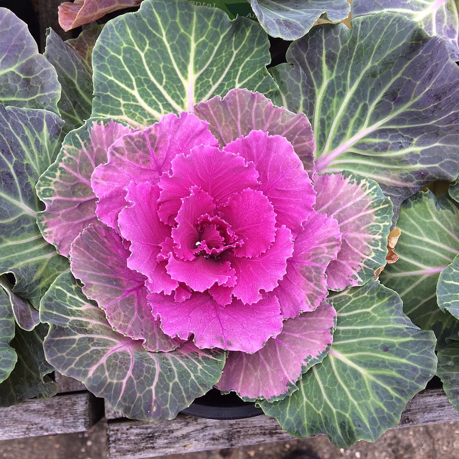 Cabbage ornamental 1080P, 2K, 4K, 5K HD wallpapers free download ...