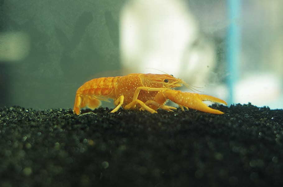 aquarium, shrimp, animal, animal themes, animal wildlife, animals in the wild HD wallpaper
