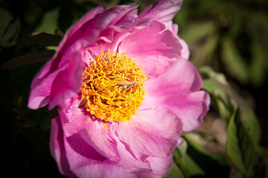 blossom, bloom, close up, flower, nature, plant, spring, garden HD wallpaper