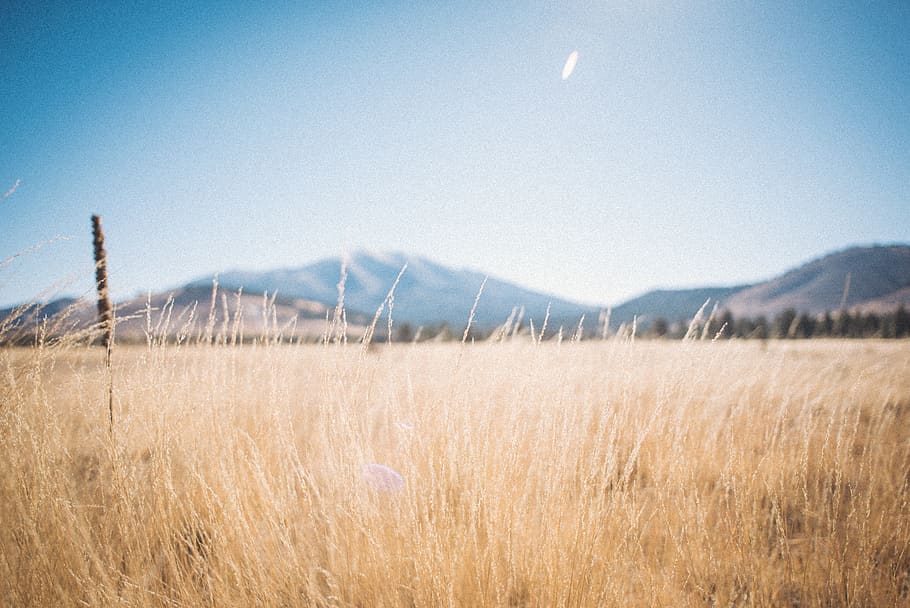 sky, landscape, environment, field, plant, nature, tranquility HD wallpaper