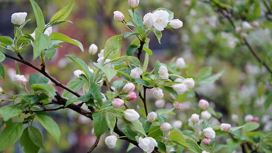 flower, spring, blossom, flora, blooming, plant, growth, flowering plant HD wallpaper