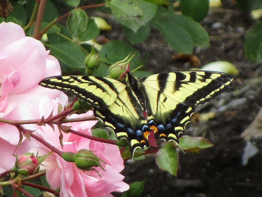 garden, vancouver, queen elizabeth park, animal, yellow swallowtail butterfly, HD wallpaper