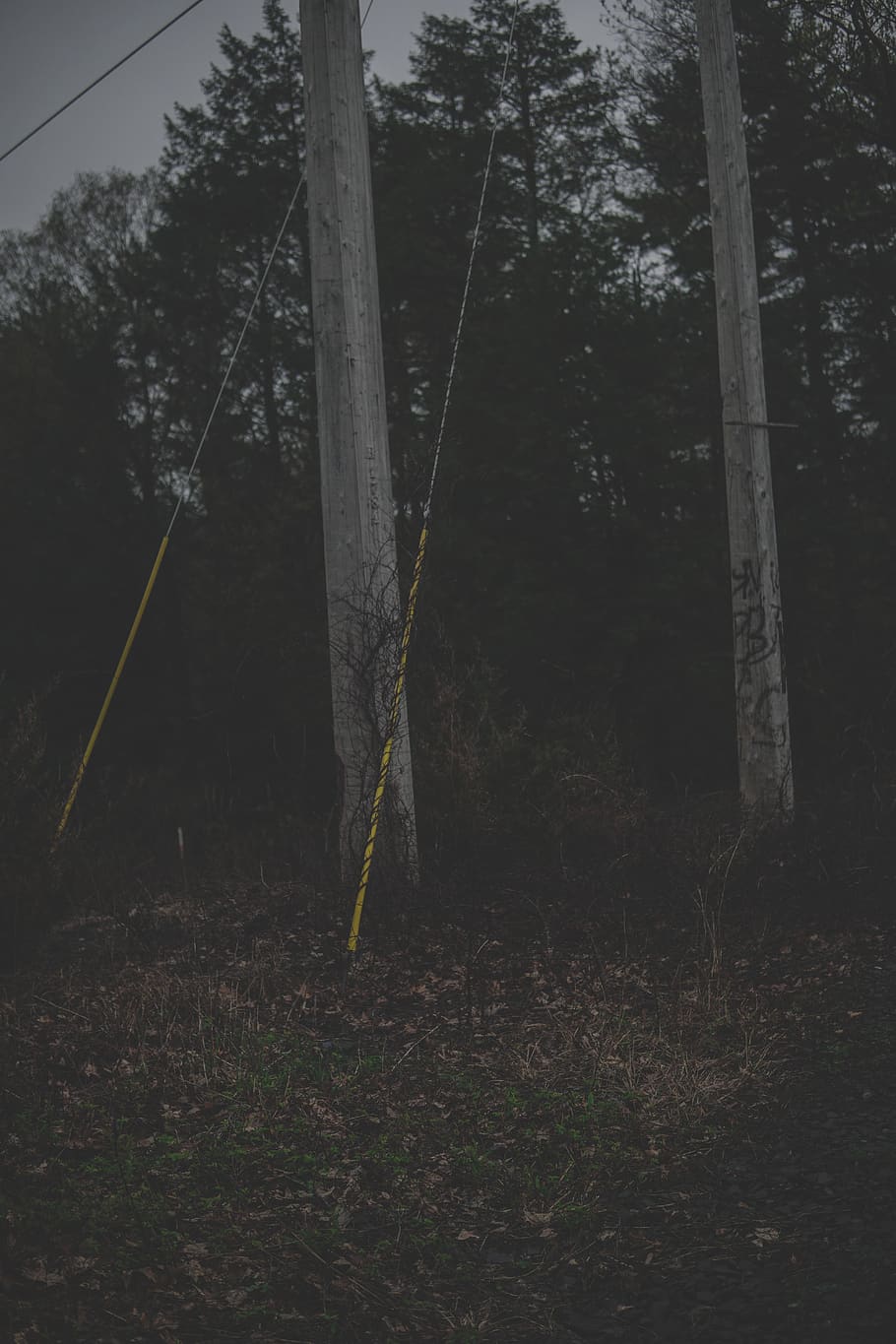 tree, plant, utility pole, cable, arrow, symbol, outdoors, nature HD wallpaper