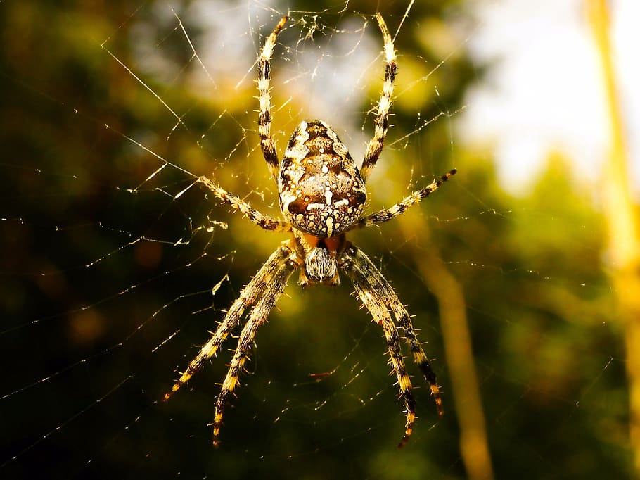 spider web, invertebrate, arachnid, animal themes, animals in the wild HD wallpaper