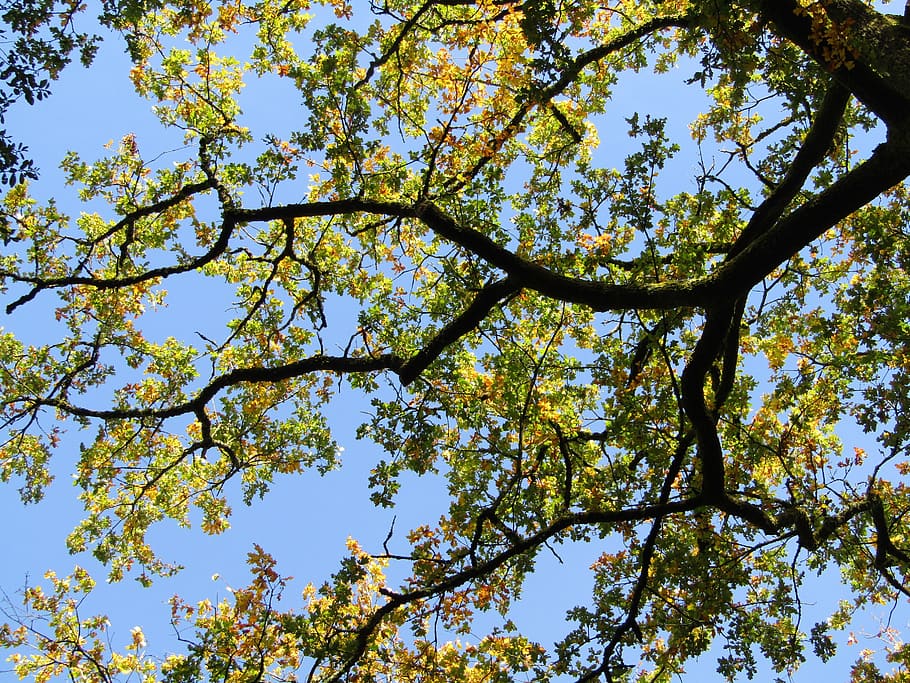 fall, tree, leaves, nature, color, sky, blue, low angle view HD wallpaper