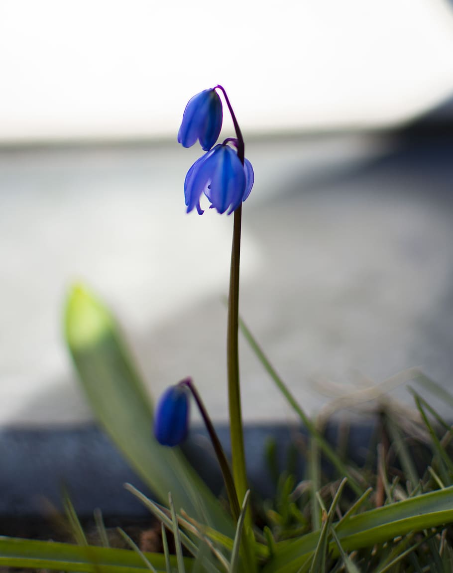 flowers, snowdrops, spring, bloom, garden, white, blossom, petal HD wallpaper