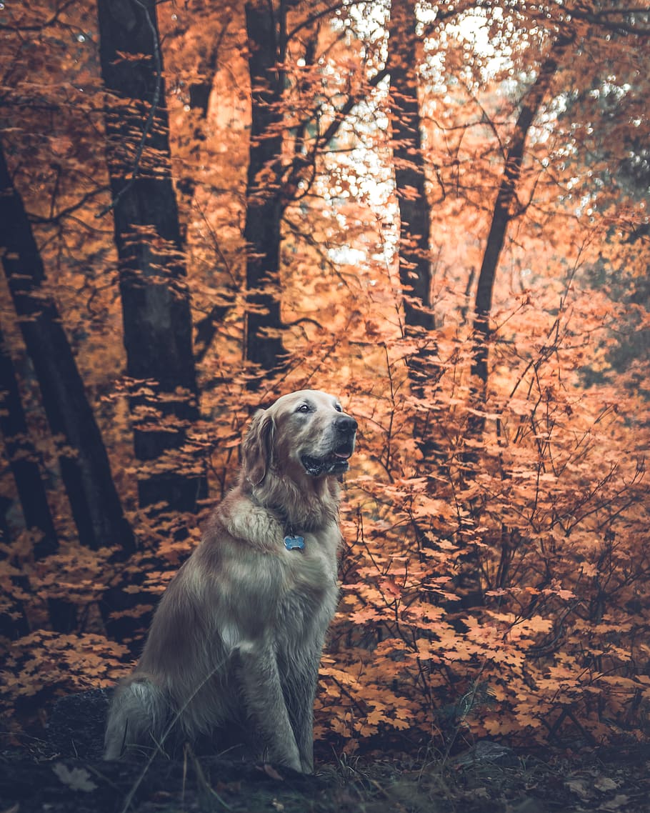 adult light golden retriever surrounded by trees, outdoors, nature, HD wallpaper