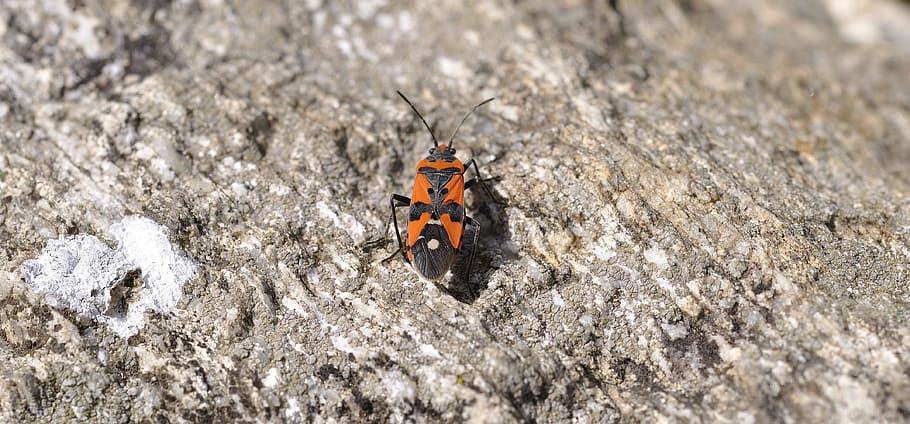 bug, fly, animal, insect, wild, animal themes, animals in the wild HD wallpaper