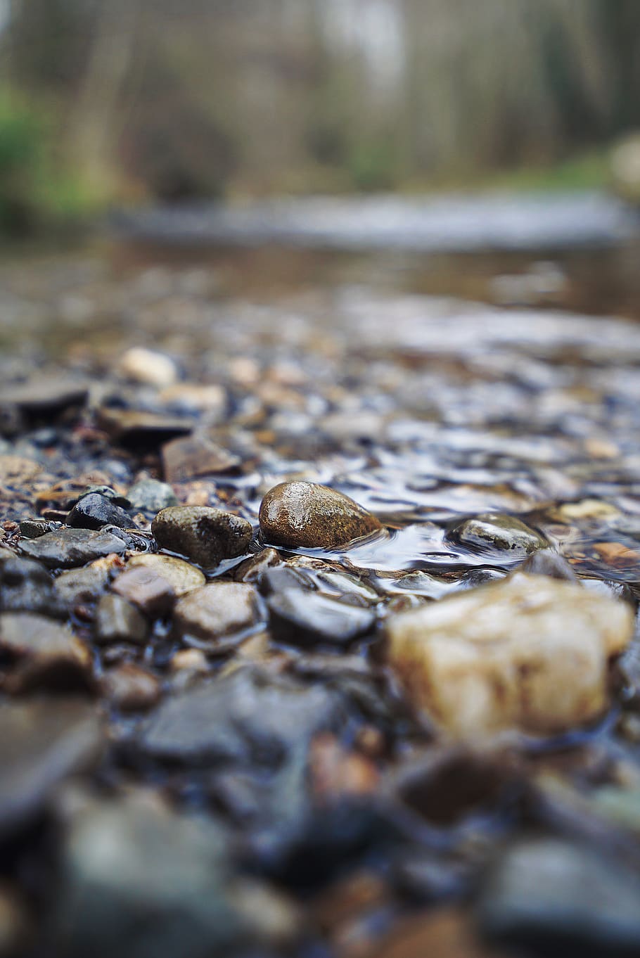pebble, rock, turtle, animal, sea life, reptile, nature, water HD wallpaper