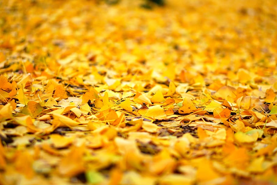 leaf, autumn, natural, plant, wood, yellow, ginkgo tree, landscape HD wallpaper