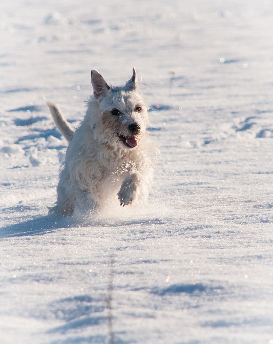 terrier, snow, winter, race, dog, animal, pet, cute, play, charming HD wallpaper