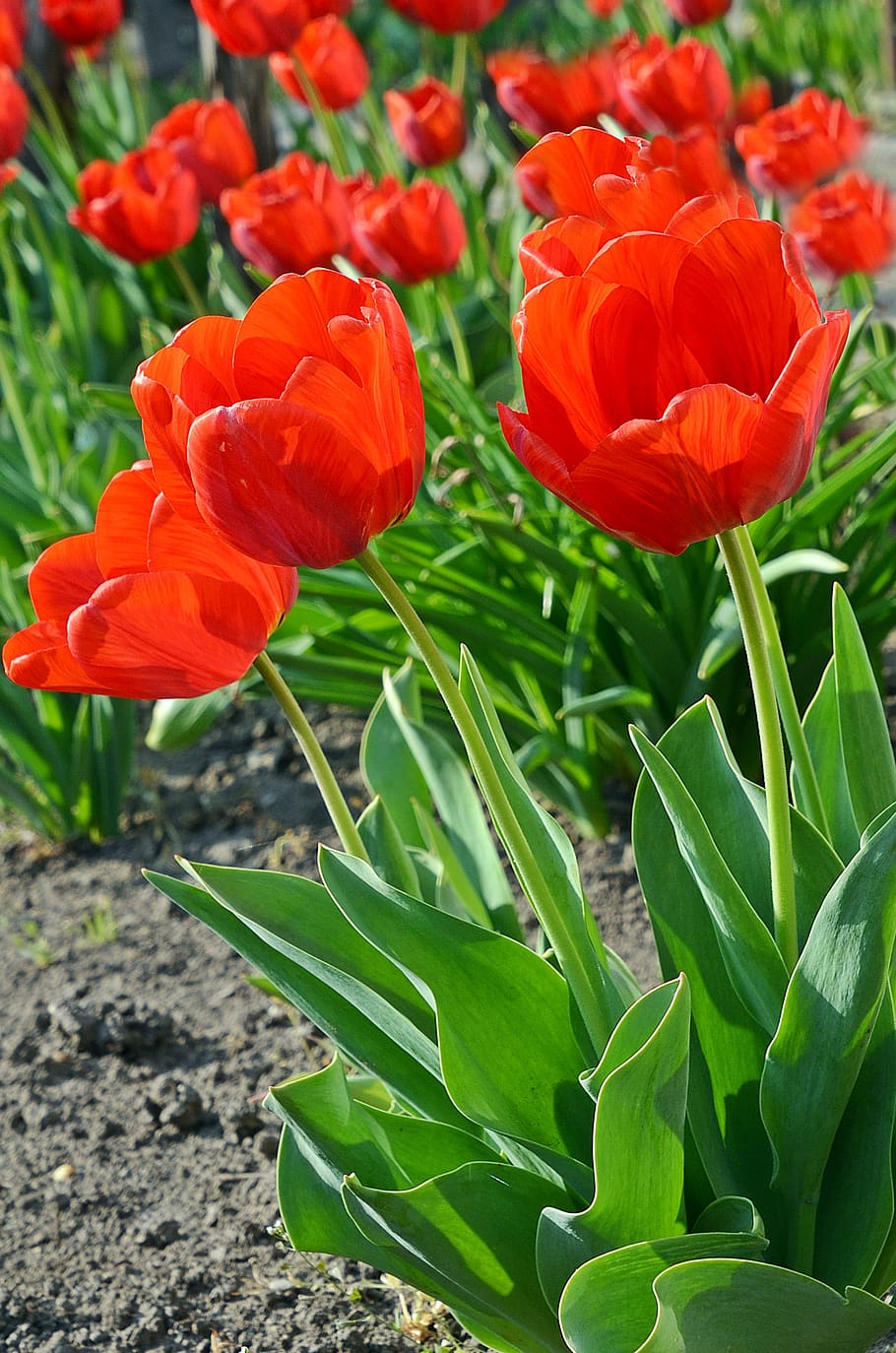 tulip, tulips, spring, flowers, background, nature, garden HD wallpaper