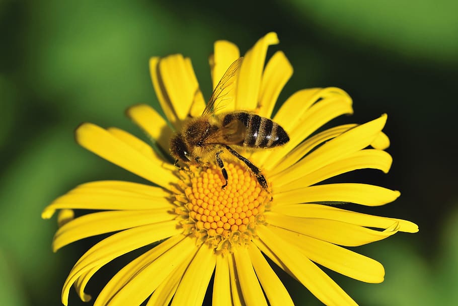 bee, honey bee, insect, flower, balkan-gemswurz, doronicum orientale HD wallpaper
