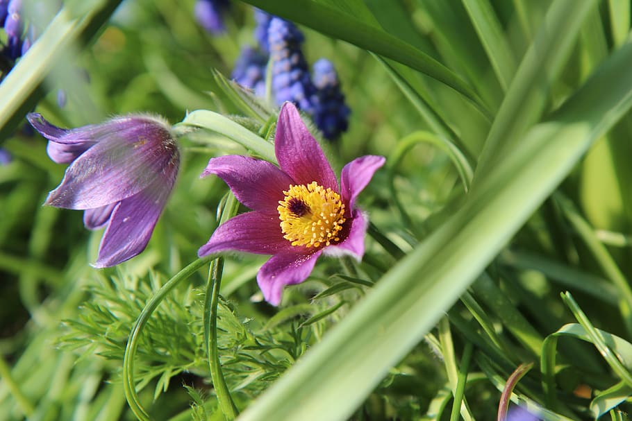 flowering, spring, flowers, nature, garden, sasanki, pulsatille HD wallpaper