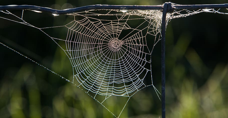 australia, spider web, fragility, close-up, focus on foreground HD wallpaper
