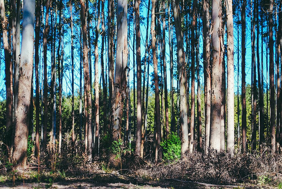 argentina, monte caseros, trees, forest, nature, plant, trunk HD wallpaper