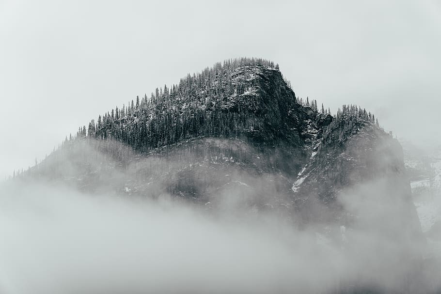 pine trees on the hill, nature, outdoors, weather, fog, mist HD wallpaper