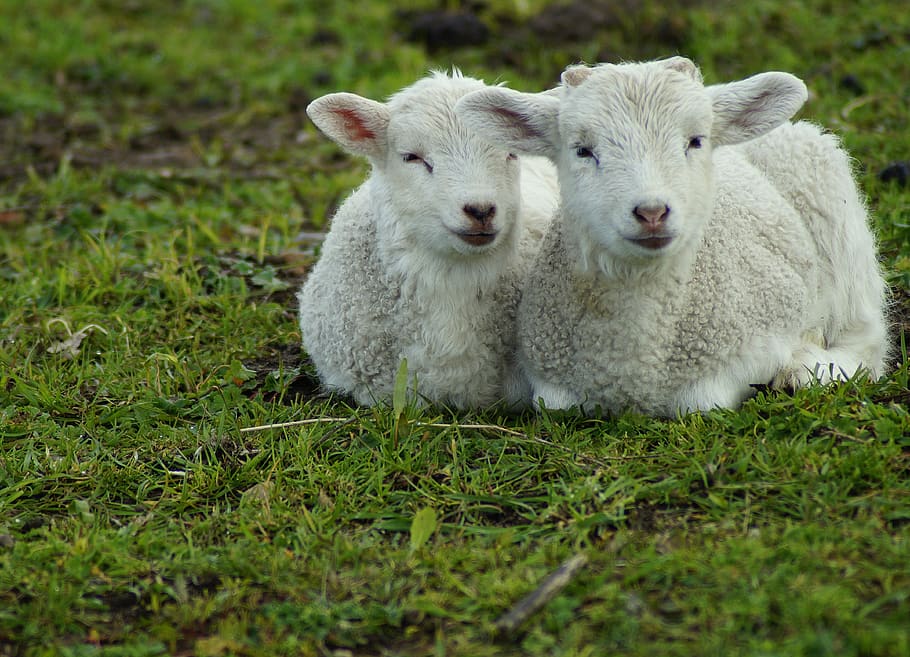 lamb, sweet, passover, easter, cute, little lamb, newborn, young, HD wallpaper