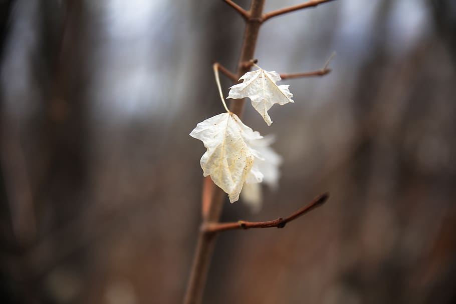 leaf, blur, mood, nature, focus, boca, maple, twig, tree, branch, HD wallpaper