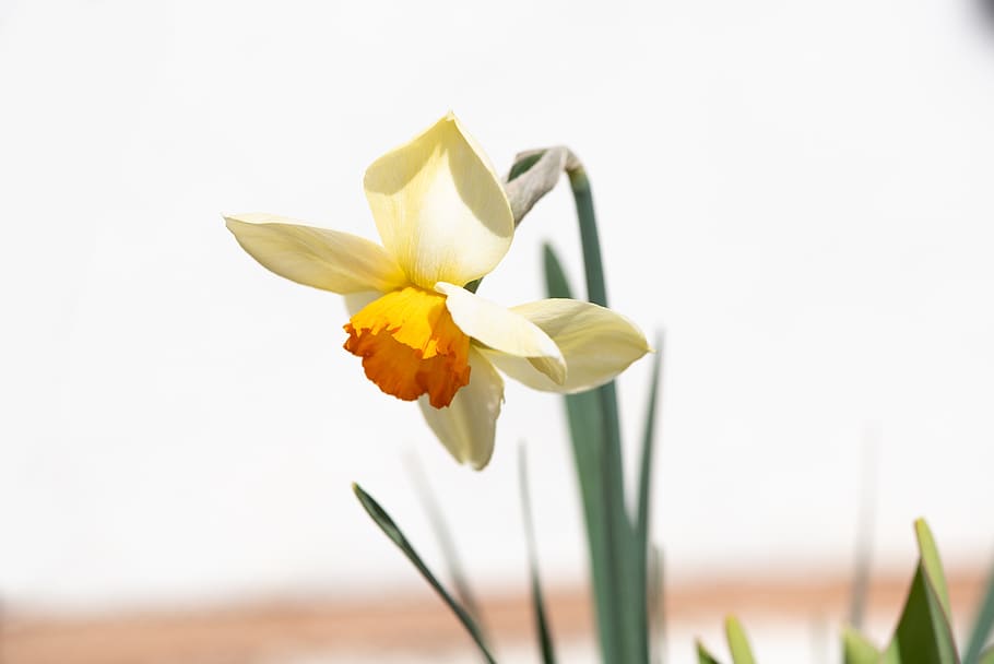 narcissus, flower, spring, blossom, bloom, easter, plant, yellow HD wallpaper