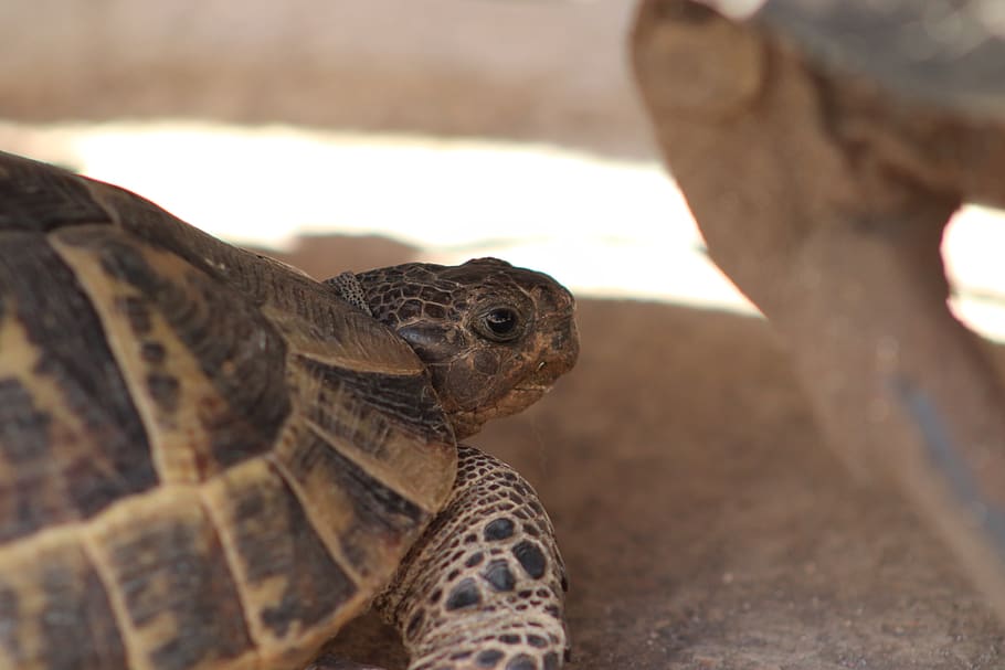 tortoise, animal, natural, tortoise-shell, reptile, animal themes HD wallpaper