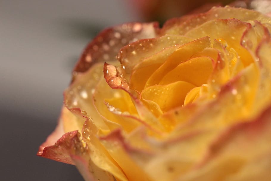 rose, tea, flower, nature, closeup, plant, petal, the petals HD wallpaper