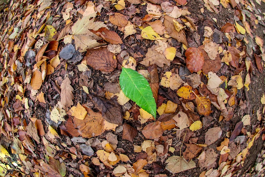leaf, autumn, fall foliage, green, colorful, nature, forest floor HD wallpaper