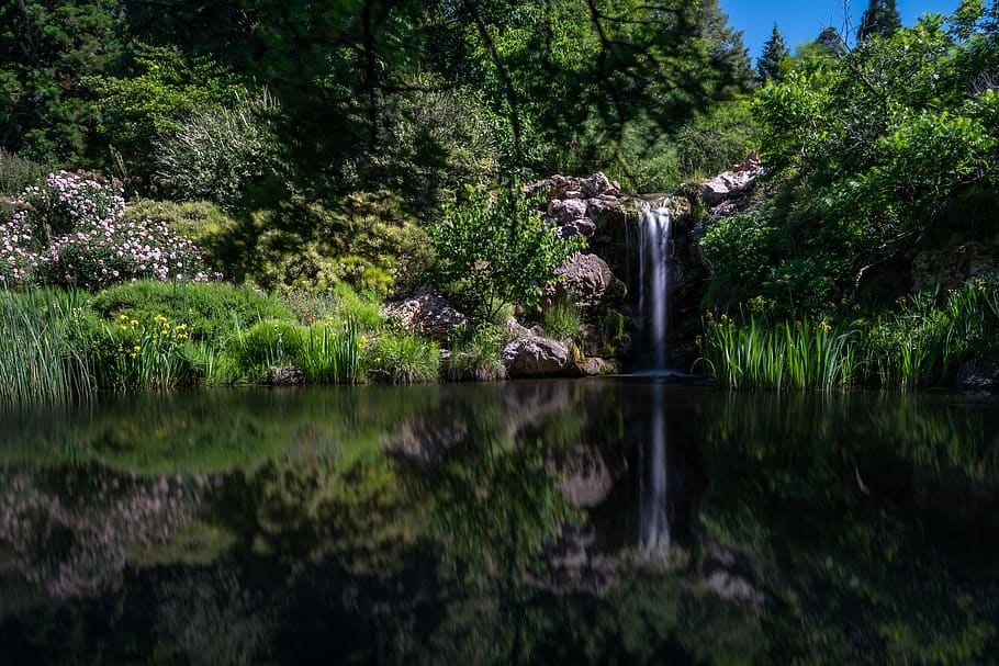 reflection, calm, peaceful, flowers, plants, pond, water, trees HD wallpaper