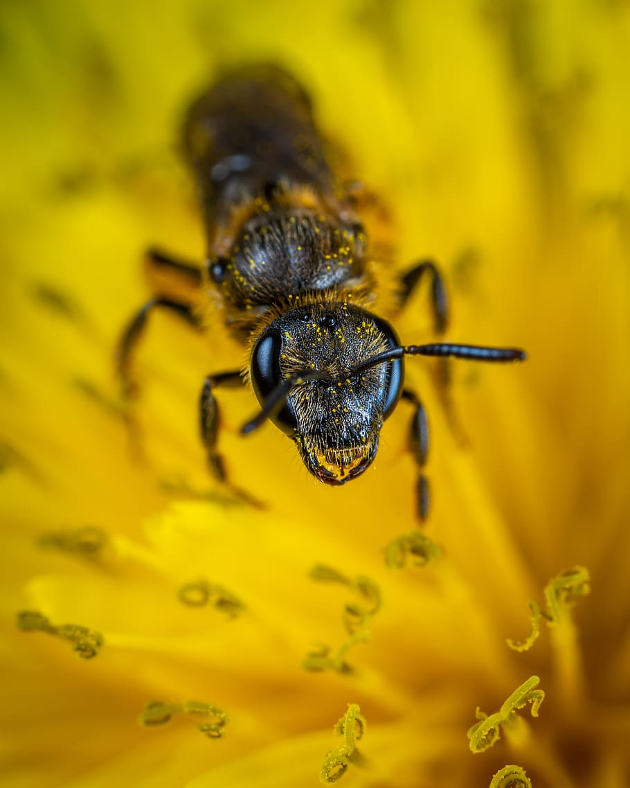 Black Ant on Yellow Petaled Flower, animal, close-up, flora, focus HD wallpaper