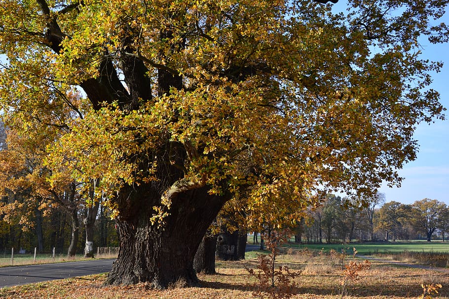 oak, deciduous tree, old, centuries, all tree, street tree HD wallpaper