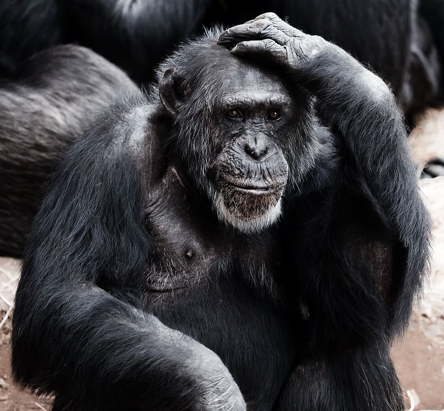 Black Ape, animal, chimpanzee, monkey, primate, mammal, animal wildlife HD wallpaper