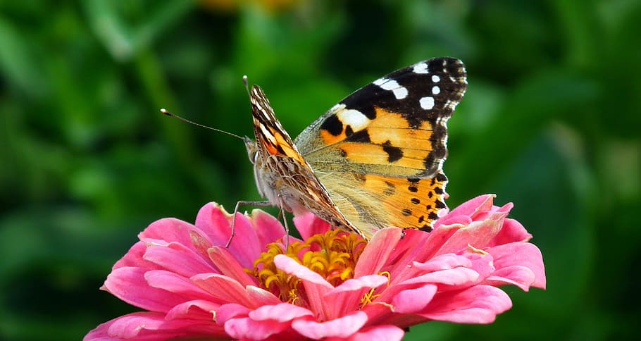 butterfly, insect, nature, macro, flower, wings, summer, flowering plant HD wallpaper