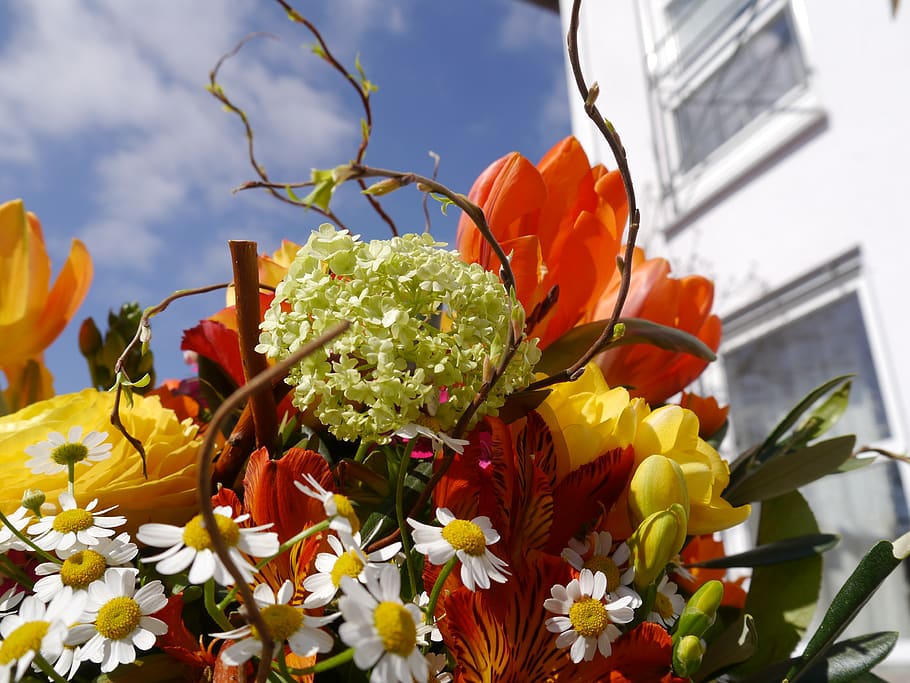 sunshine, spring, flower, flowering plant, freshness, vulnerability HD wallpaper