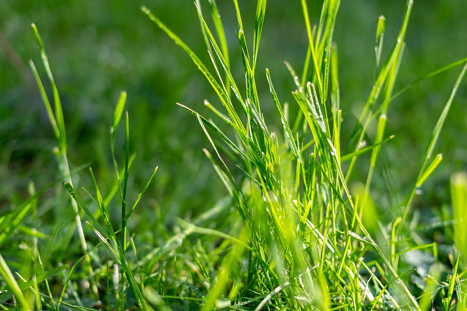 grass, macro, dew, rain, sun, glow, zielony, green color, plant HD wallpaper