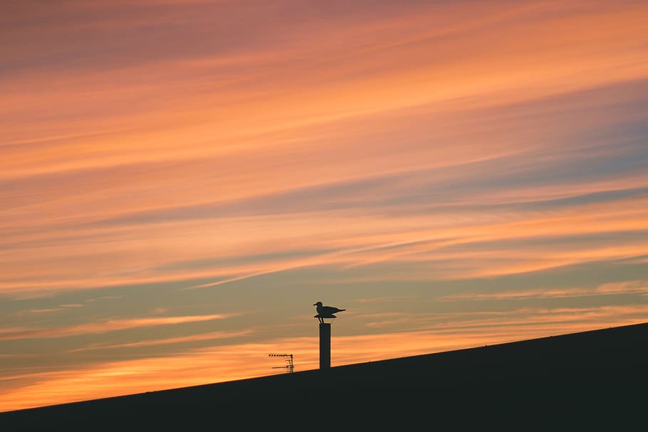 bird, sunset, flying, dom, cloud, sky, silhouette, orange color HD wallpaper