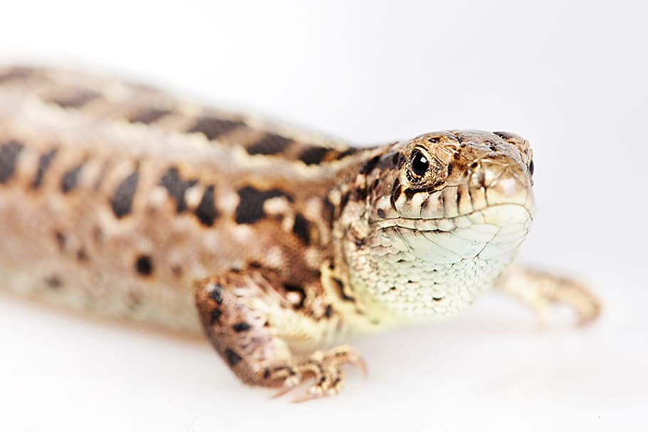 gecko, green, iguana, lizard, action, animal, background, beauty HD wallpaper